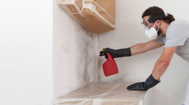 Professional Attic Mold Removal technician working in Port Jefferson, NY